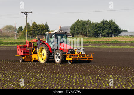 Tarleton, Lancashire, UK 23 avril, 2014. Les températures chaudes et les sols de séchage permettent aux travailleurs agricoles migrants, les ouvriers et les propriétaires à planter des fruits et légumes de printemps. Laitue automatique qui est du semoir semis jusqu'à 12 000 plants par heure, ce qui devrait maintenant se développer dans les nouveaux sols labourés. Cette région essentiellement rurale, avec des terres consacrées à des cultures de légumes cultivés sur le sol riche et fertile de Moss Tarleton, fournitures de nombreux grands supermarchés du Royaume-Uni ainsi que des détaillants indépendants, des grossistes, des services alimentaires, les traiteurs et les secteurs de la fabrication de produits alimentaires. Banque D'Images