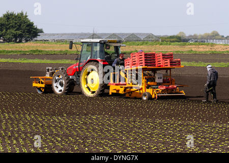 Tarleton, Lancashire, UK 23 avril, 2014. Les températures chaudes et les sols de séchage permettent aux travailleurs agricoles migrants, les ouvriers et les propriétaires à planter des fruits et légumes de printemps. Laitue automatique qui est du semoir semis jusqu'à 12 000 plants par heure, ce qui devrait maintenant se développer dans les nouveaux sols labourés. Cette région essentiellement rurale, avec des terres consacrées à des cultures de légumes cultivés sur le sol riche et fertile de Moss Tarleton, fournitures de nombreux grands supermarchés du Royaume-Uni ainsi que des détaillants indépendants, des grossistes, des services alimentaires, les traiteurs et les secteurs de la fabrication de produits alimentaires. Banque D'Images