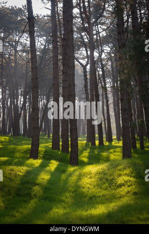 La lumière du soleil sur les cratères et regrown Woods sur le champ de bataille de la Première Guerre mondiale, la crête de Vimy, France Banque D'Images