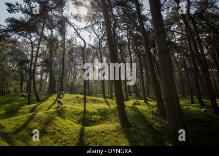 La lumière du soleil sur les cratères et regrown Woods sur le champ de bataille de la Première Guerre mondiale, la crête de Vimy, France Banque D'Images