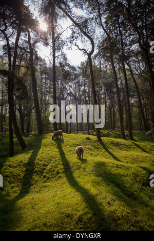 La lumière du soleil sur les cratères et regrown Woods sur le champ de bataille de la Première Guerre mondiale, la crête de Vimy, France Banque D'Images