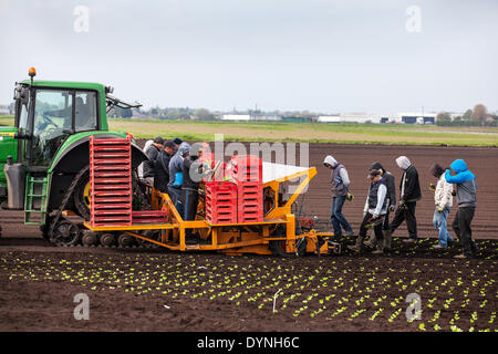 Tarleton, Lancashire, UK 23 avril, 2014. Les températures chaudes et les sols de séchage permettent aux travailleurs agricoles migrants, les ouvriers et les propriétaires à planter des fruits et légumes de printemps. Laitue automatique qui est du semoir semis jusqu'à 12 000 plants par heure, ce qui devrait maintenant se développer dans les nouveaux sols labourés. Ce domaine, surtout rural terres consacrées à des cultures de légumes cultivés sur le sol riche et fertile de Moss Tarleton, fournitures de nombreux grands supermarchés du Royaume-Uni ainsi que des détaillants indépendants, des grossistes, des services alimentaires, l'alimentation des secteurs manufacturiers. Banque D'Images