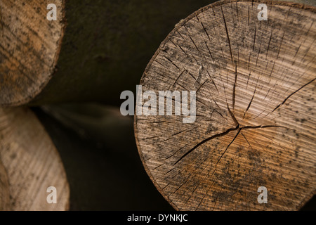 Close up of log scié détail parmi une pile de journaux. Banque D'Images