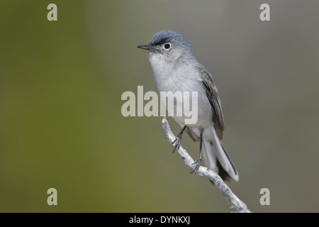 Gobemoucheron gris-bleu Polioptila caerulea - reproduction - Banque D'Images