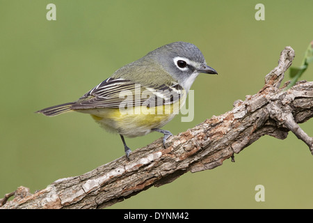 - Viréo à tête bleue Vireo solitarius Banque D'Images