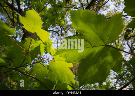 Sycamore laisse un magnifique dos éclairé au soleil de printemps. Réservoir Hanningfield, Royaume-Uni. Banque D'Images