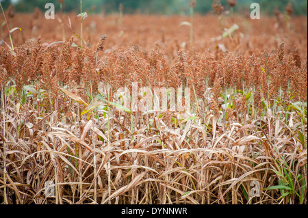 Domaine de sorgho (Sorghum bicolor) Rock Hall, Maryland Banque D'Images