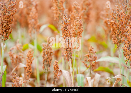 Domaine de sorgho (Sorghum bicolor) Rock Hall, Maryland Banque D'Images