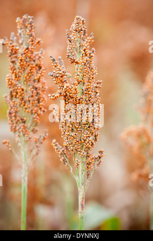 Domaine de sorgho (Sorghum bicolor) Rock Hall, Maryland Banque D'Images