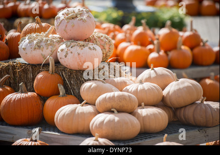 Dans les citrouilles empilés York PA Banque D'Images