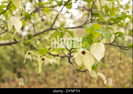 Fruit de l'arbre ou d'un mouchoir dove avec fruit encore à développer pleinement séparée de feuilles en arrière-plan Banque D'Images