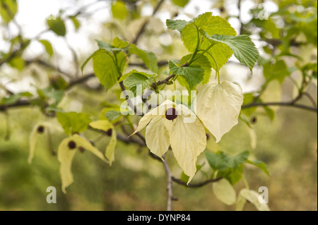 Fruit de l'arbre ou d'un mouchoir dove avec fruit encore à développer pleinement séparée de feuilles en arrière-plan Banque D'Images