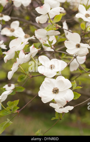 Masse de fleurs sur l'arbre cornouiller blanc me demande un arbuste de taille moyenne Banque D'Images