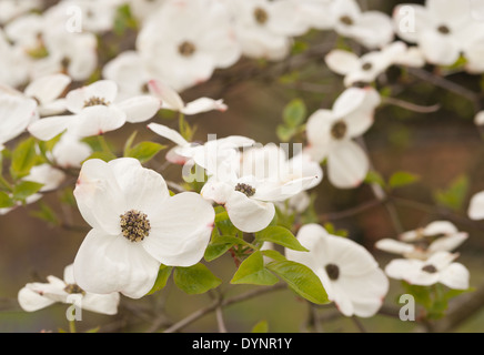 Masse de fleurs sur l'arbre cornouiller blanc me demande un arbuste de taille moyenne Banque D'Images