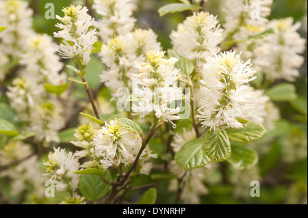 Grand écran de Fothergilla major de nouvelles grandes fleurs blanc crème et fleurs de printemps Banque D'Images