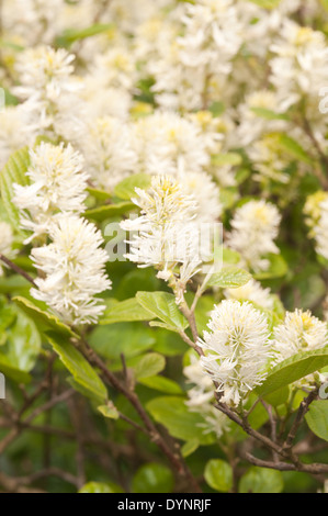 Grand écran de Fothergilla major de nouvelles grandes fleurs blanc crème et fleurs de printemps Banque D'Images