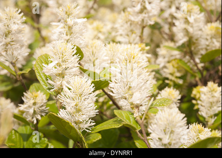 Grand écran de Fothergilla major de nouvelles grandes fleurs blanc crème et fleurs de printemps Banque D'Images