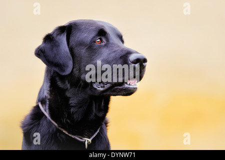 Arbre noir labrador retriever dog avec mur de brique jaune à l'arrière-plan. Banque D'Images