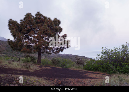Pinus canariensis avec fleurs photographié sur un matin brumeux à Valle Arriba, Tenerife, Canaries, Espagne Banque D'Images