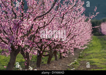 Domaine de pêcher (Prunus persica) fleurissent au début du printemps, Fraga, Espagne Banque D'Images