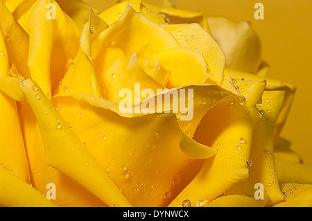 Rose jaune avec des gouttes d'eau. Banque D'Images