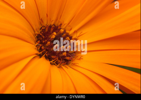 Riche de couleur orange vif souci capitules capitule très vivante avec rosette de fleurs composites Banque D'Images
