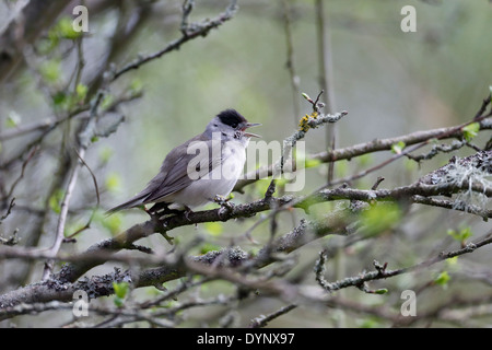 Blackcap, Sylvia atricapilla, homme célibataire sur le chant de la direction générale, dans le Warwickshire, Avril 2014 Banque D'Images
