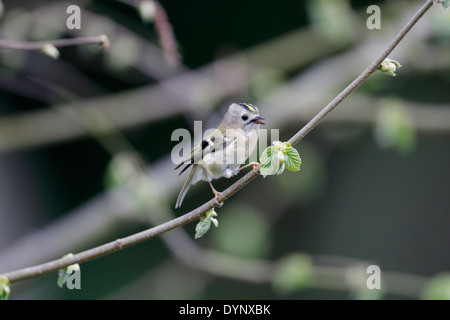 Goldcrest, Regulus regulus, seul oiseau sur la branche, dans le Warwickshire, Avril 2014 Banque D'Images