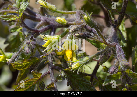 Les fleurs des plantes de tomate tumbling Banque D'Images