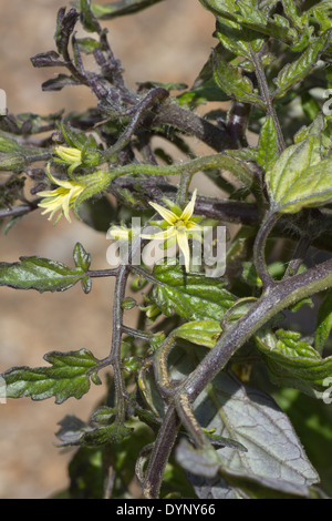 Les fleurs des plantes de tomate tumbling Banque D'Images