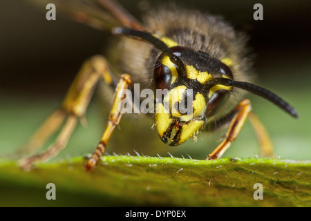 Guêpe commune (Vespula Vulgaris) reine sur leaf close up Banque D'Images