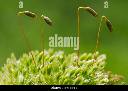 Swan's-cou-thym / moss moss calcaires de l'avertisseur sonore (Mnium hornum) close up of capsules Banque D'Images