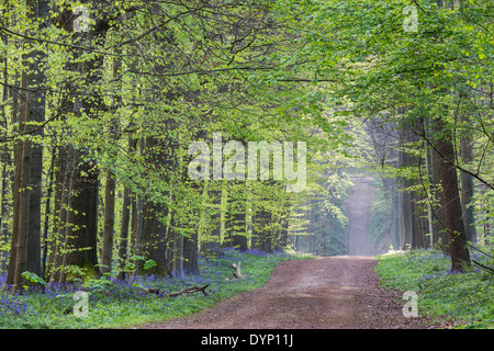 Chemin et jacinthes (Endymion) nonscriptus en fleurs en forêt de hêtres (Fagus sylvatica) au printemps Banque D'Images