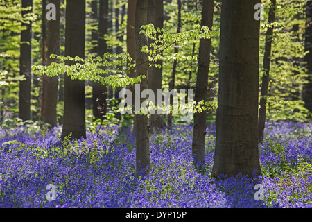 Bluebells (Endymion) nonscriptus en fleurs en forêt de hêtres (Fagus sylvatica) au printemps Banque D'Images