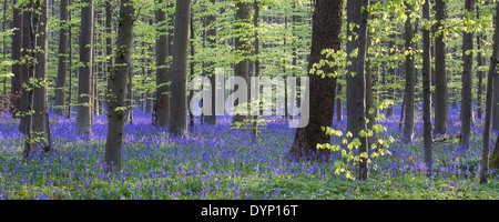 Bluebells (Endymion) nonscriptus en fleurs en forêt de hêtres (Fagus sylvatica) au printemps Banque D'Images