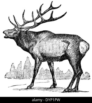 Le wapiti, wapiti (Cervus canadensis), illustration de l'Encyclopédie Soviétique, 1927 Banque D'Images