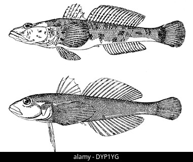 Mesogobius batrachocephalus Knout (gobies) et le singe gobie à taches noires (Neogobius fluviatilis), illustration de l'Encyclopédie Soviétique, 1927 Banque D'Images