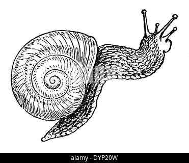 Escargot de Bourgogne, Roman snail, escargots ou escargots (Helix pomatia), illustration de l'Encyclopédie Soviétique, 1927 Banque D'Images