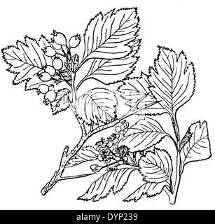 Redhaw ou sibérien d'aubépine l'aubépine (Crataegus sanguinea), illustration de l'Encyclopédie Soviétique, 1927 Banque D'Images