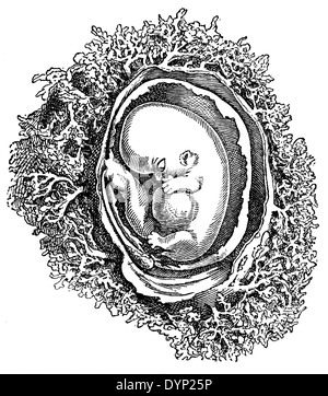 Semaine 6 foetus humain, illustration de l'Encyclopédie Soviétique, 1927 Banque D'Images