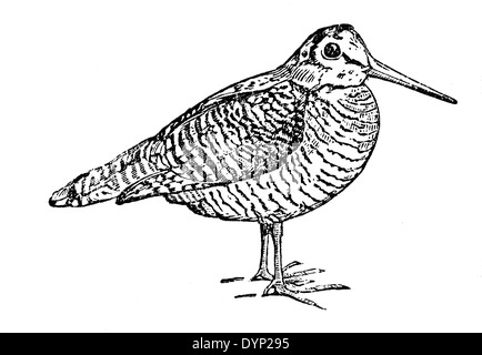 Bécasse des bois (Scolopax rusticola), illustration de l'Encyclopédie Soviétique, 1927 Banque D'Images