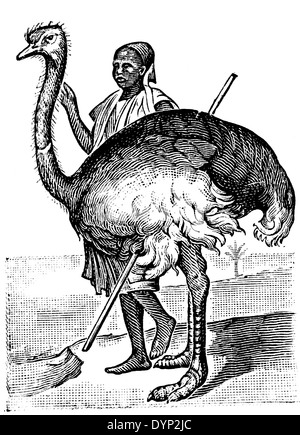 Man riding ostrich, illustration de l'Encyclopédie Soviétique, 1926 Banque D'Images