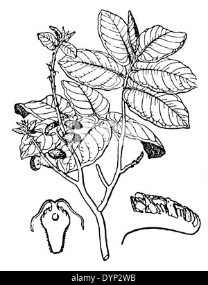 Toxicaria Antiaris, illustration de l'Encyclopédie Soviétique, 1926 Banque D'Images