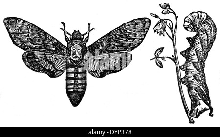 Tête de mort (Acherontia atropos Hawk moth), illustration de l'Encyclopédie Soviétique, 1926 Banque D'Images