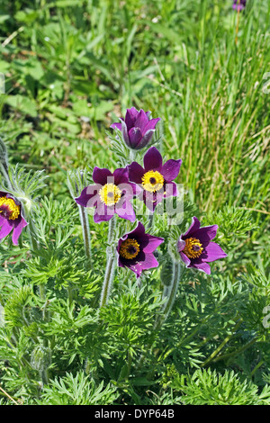 Anémone pulsatille (Pulsatilla vulgaris). Rare en Angleterre. Banque D'Images