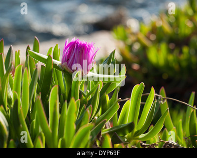 Tété fleur sur l'île de Dugi otok, Sali, Croatie Banque D'Images