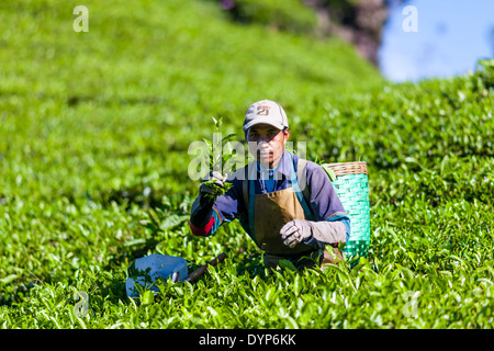 La récolte de l'homme de thé (Camellia sinensis) sur la plantation de thé près de Ciwidey, Java ouest, Indonésie Banque D'Images