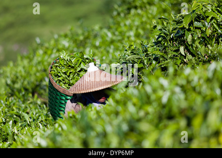 Femme dans le chapeau conique avec panier plein de feuilles de thé fraîches coupées sur la plantation de thé près de Ciwidey, Java ouest, Indonésie Banque D'Images