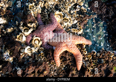 Deux étoiles de mer sur des roches couvertes de barnacle dans une zone intertidale de l'océan Pacifique dans la forêt tropicale de Great Bear, Colombie-Britannique, Canada. Banque D'Images