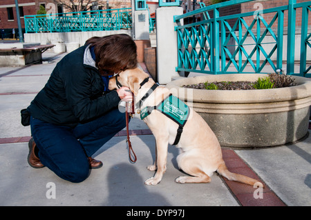 Chiot Chien-guide dans la formation avec un instructeur Banque D'Images